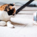 How to Get Rid of Pet Dander Efficiently With the Right HVAC Replacement Solutions